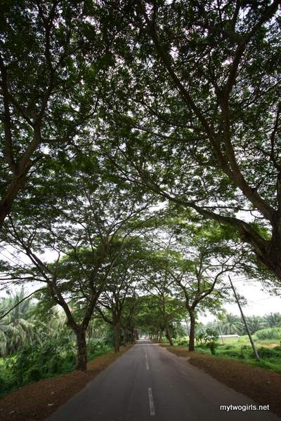 Road shaded by trees